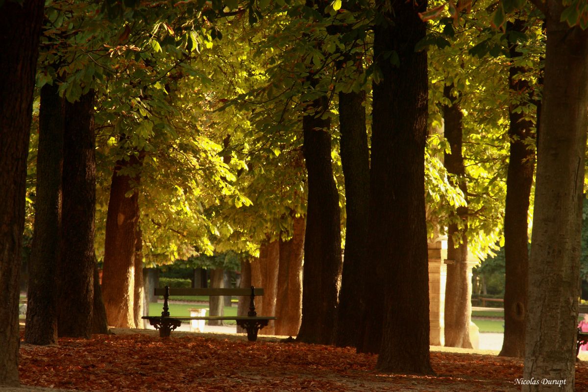 Le banc de la solitude.jpg